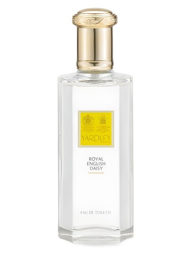 Royal English Daisy