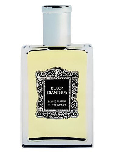 Black Dianthus