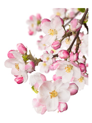 Japanese Garden CVS Essence of Beauty