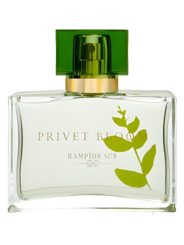 Privet Bloom