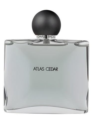 Collection Homme/Atlas Cedar