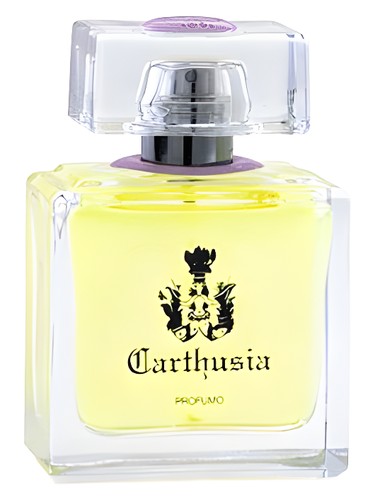 Gelsomini di Capri