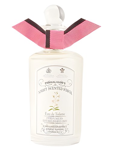 Night Scented Stock